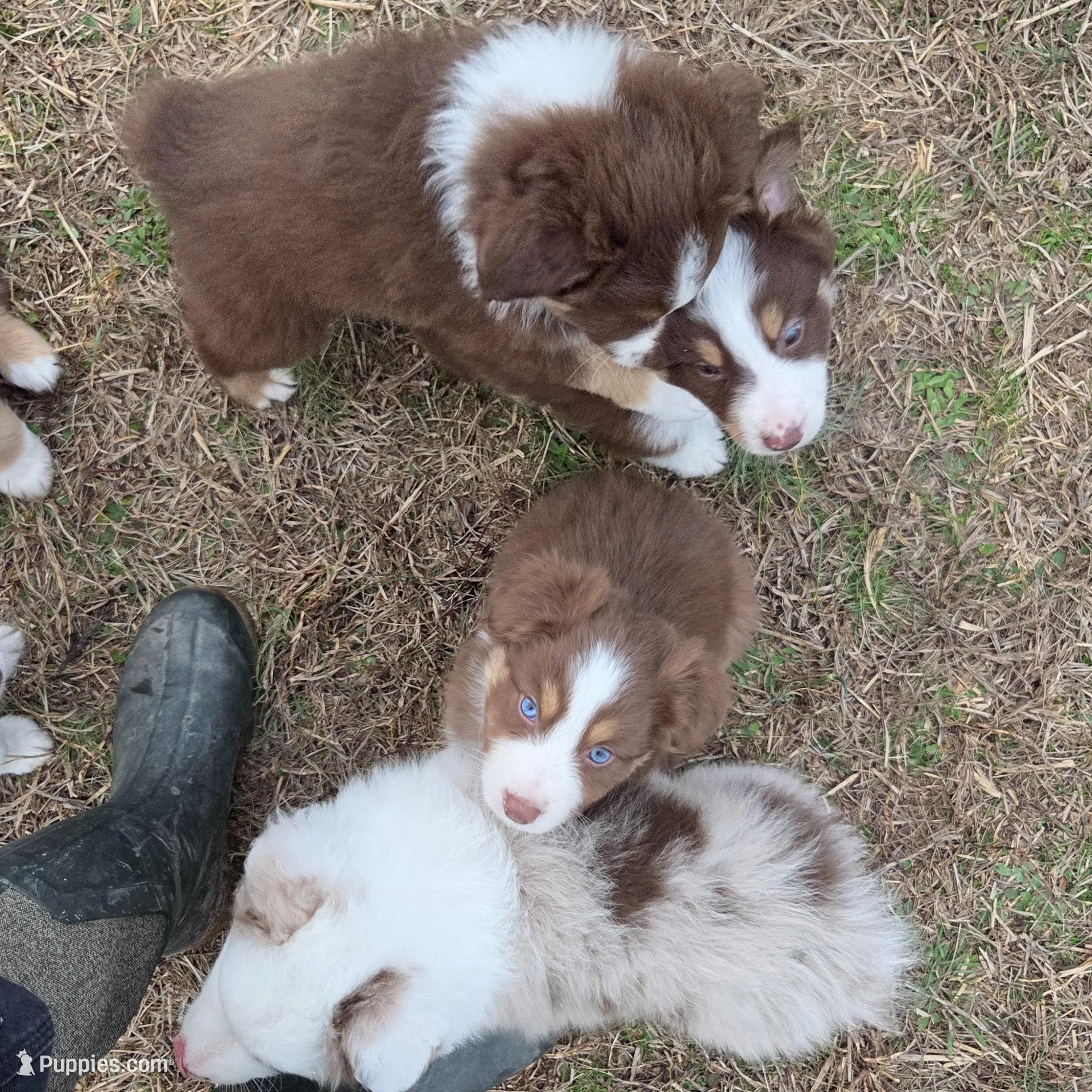 Spot ASDR red tri, a male Australian Shepherd for sale in Hubert, NC – Photo 2 of 9