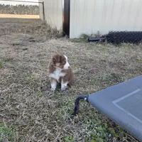 Red tri ASDR, a male Australian Shepherd for sale in Hubert, NC – Photo 7 of 10