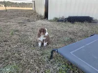Spot ASDR red tri, a male Australian Shepherd for sale in Hubert, NC – Photo 1 of 9
