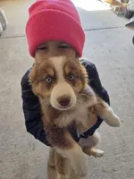 Red tri ASDR, a male Australian Shepherd for sale in Hubert, NC – Photo 1 of 10