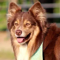 Red tri ASDR, a male Australian Shepherd for sale in Hubert, NC – Photo 4 of 10