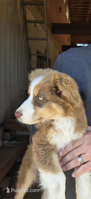 Red tri ASDR – Australian Shepherd puppy for sale in Hubert, NC