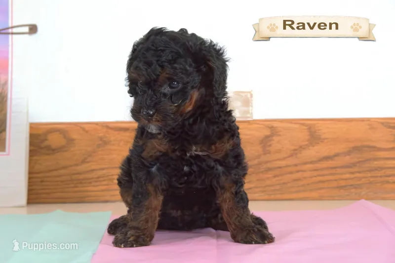Raven – Poodle - Miniature  puppy for sale in Clare, MI