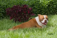 Heather, a female Boston Terrier for sale in Clare, MI – 3 of 3
