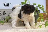 Tucker, a male Cavapoo for sale in Clare, MI – Photo 3 of 4