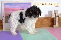 Tucker, a male Cavapoo for sale in Clare, MI – Photo 3 of 3