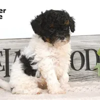 Tucker, a male Cavapoo for sale in Clare, MI – Photo 2 of 3