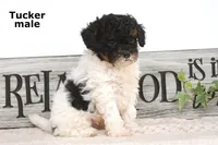 Tucker, a male Cavapoo for sale in Clare, MI – Photo 1 of 4