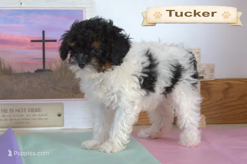 Tucker – Cavapoo puppy for sale in Clare, MI
