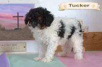 Tucker, a male Cavapoo for sale in Clare, MI – Photo 1 of 3