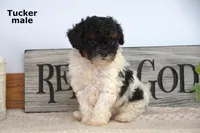 Tucker, a male Cavapoo for sale in Clare, MI – Photo 2 of 4