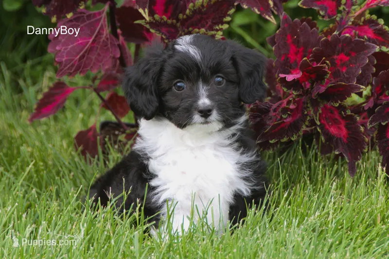 DannyBoy – Miniature Aussiedoodle puppy for sale in Clare, MI