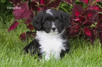 DannyBoy, a male Miniature Aussiedoodle for sale in Clare, MI – 1 of 2