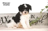 Oscar, a male Cavapoo for sale in Clare, MI – Photo 1 of 3
