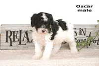 Oscar, a male Cavapoo for sale in Clare, MI – Photo 2 of 3