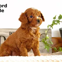 Clifford, a male Cavapoo for sale in Clare, MI – Photo 5 of 5