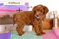 Clifford, a male Cavapoo for sale in Clare, MI – Photo 2 of 5