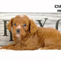 Clifford, a male Cavapoo for sale in Clare, MI – Photo 4 of 5