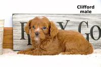 Clifford, a male Cavapoo for sale in Clare, MI – Photo 3 of 3