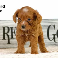Clifford, a male Cavapoo for sale in Clare, MI – Photo 3 of 5