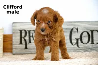 Clifford, a male Cavapoo for sale in Clare, MI – Photo 2 of 3