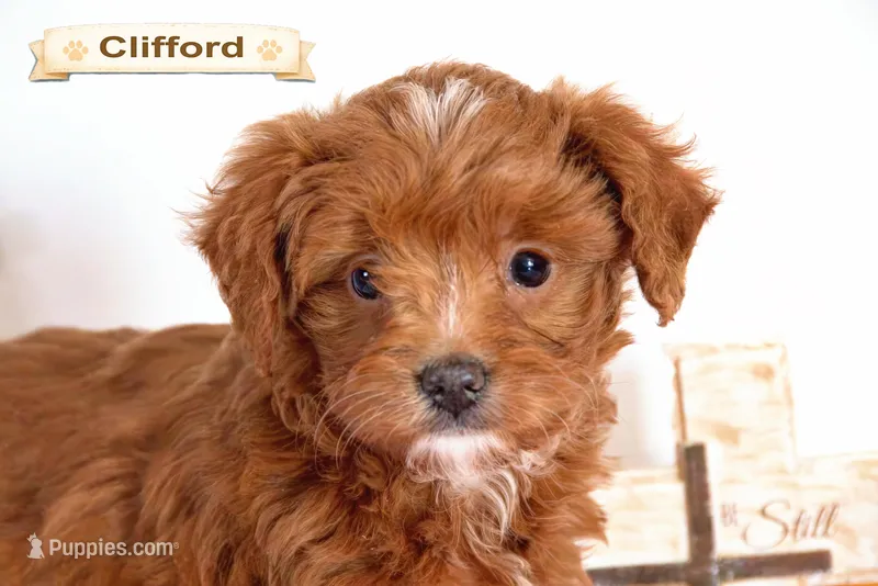 Clifford – Cavapoo puppy for sale in Clare, MI