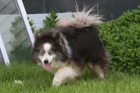 Billy, a male Pomsky for sale in Clare, MI – 2 of 2