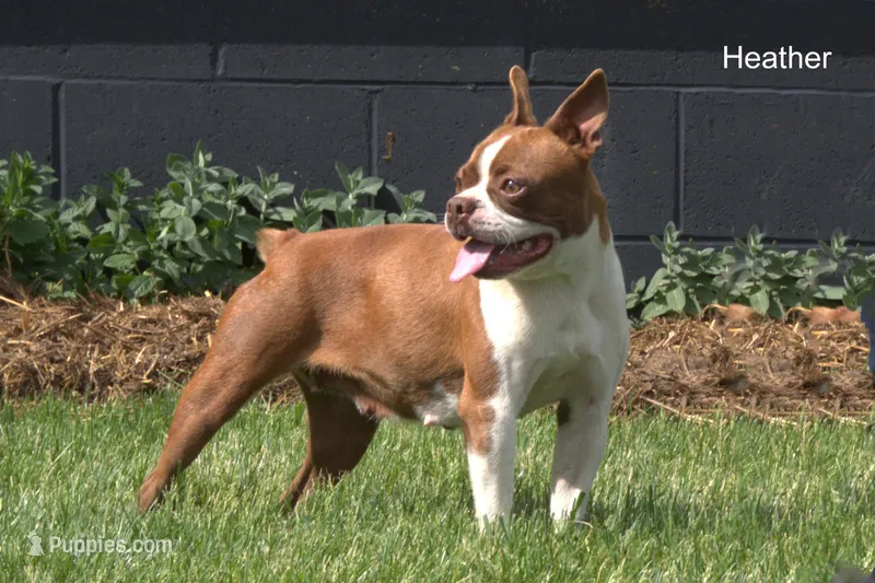 Heather – Boston Terrier puppy for sale in Clare, MI