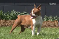 Heather, a female Boston Terrier for sale in Clare, MI – 1 of 3