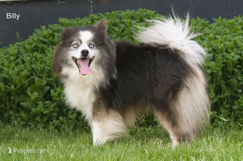 Billy, a male Pomsky for sale in Clare, MI – 1 of 2