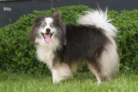 Billy, a male Pomsky for sale in Clare, MI – 1 of 2