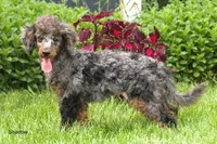 Shadow, a male Poodle - Miniature  for sale in Clare, MI – 3 of 4