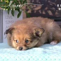 BENNY, a male Pomeranian and Miniature Australian Shepherd for sale in Clare, MI – Photo 4 of 4