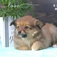 BENNY, a male Pomeranian and Miniature Australian Shepherd for sale in Clare, MI – Photo 2 of 4