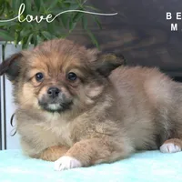 BENNY, a male Pomeranian and Miniature Australian Shepherd for sale in Clare, MI – Photo 1 of 4