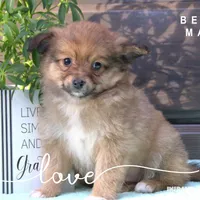 BENNY, a male Pomeranian and Miniature Australian Shepherd for sale in Clare, MI – Photo 3 of 4