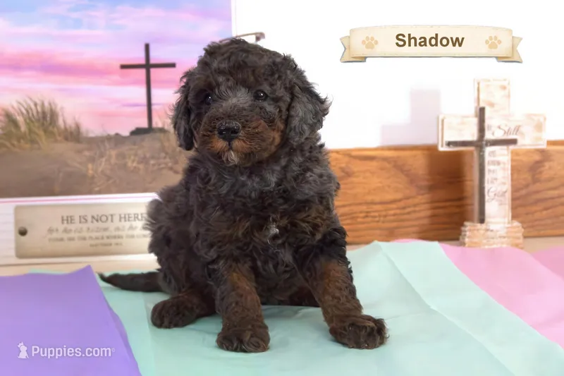 Shadow – Poodle - Miniature  puppy for sale in Clare, MI