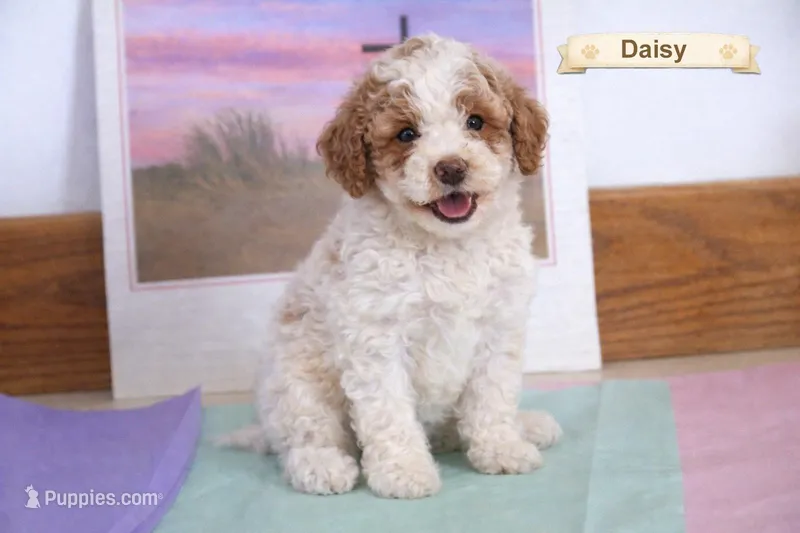 Daisy – Poodle - Miniature  puppy for sale in Clare, MI
