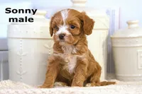 Sonny, a male Cavapoo for sale in Clare, MI – Photo 1 of 4