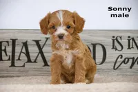 Sonny, a male Cavapoo for sale in Clare, MI – Photo 3 of 4