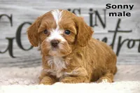 Sonny, a male Cavapoo for sale in Clare, MI – Photo 2 of 4
