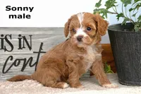 Sonny, a male Cavapoo for sale in Clare, MI – Photo 4 of 4