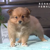 BONNY, a female Pomeranian and Miniature Australian Shepherd for sale in Clare, MI – Photo 2 of 2