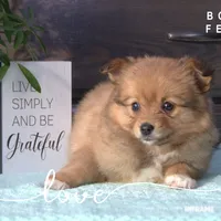 BONNY, a female Pomeranian and Miniature Australian Shepherd for sale in Clare, MI – Photo 1 of 2