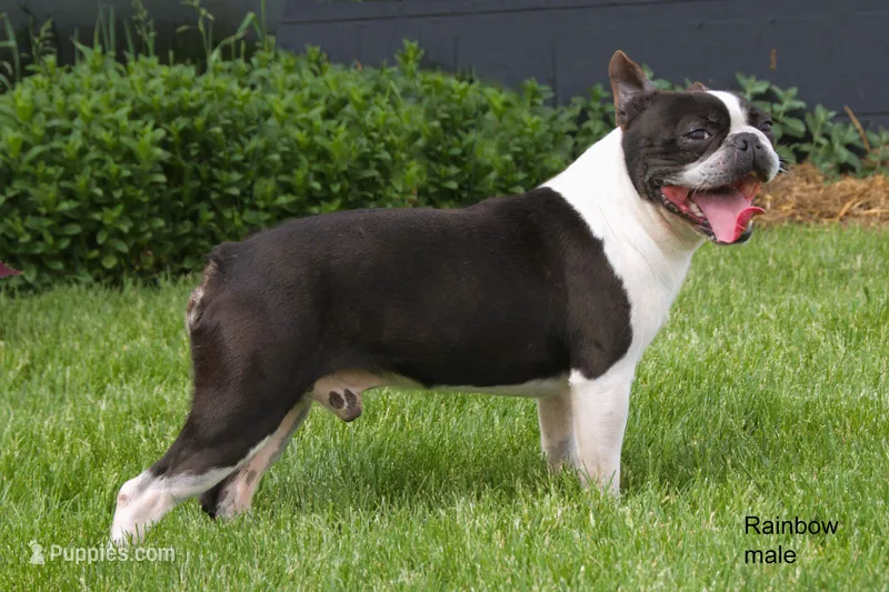 Rainbow – Boston Terrier puppy for sale in Clare, MI