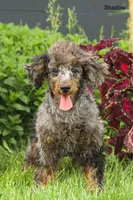 Shadow, a male Poodle - Miniature  for sale in Clare, MI – 2 of 4