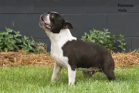Rainbow, a male Boston Terrier for sale in Clare, MI – 2 of 3