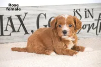 Rose, a female Cavapoo for sale in Clare, MI – Photo 3 of 4