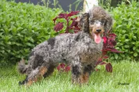 Shadow, a male Poodle - Miniature  for sale in Clare, MI – 4 of 4