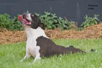 Rainbow, a male Boston Terrier for sale in Clare, MI – 3 of 3